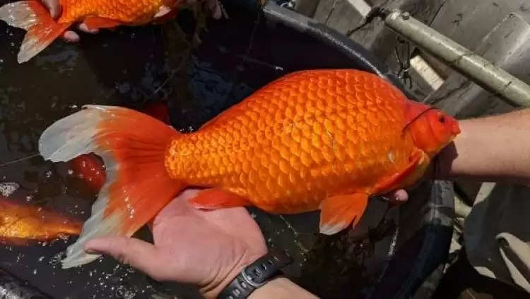 अमेरिका में मिली सोने की मछली से पूरे देश में हड़कंप