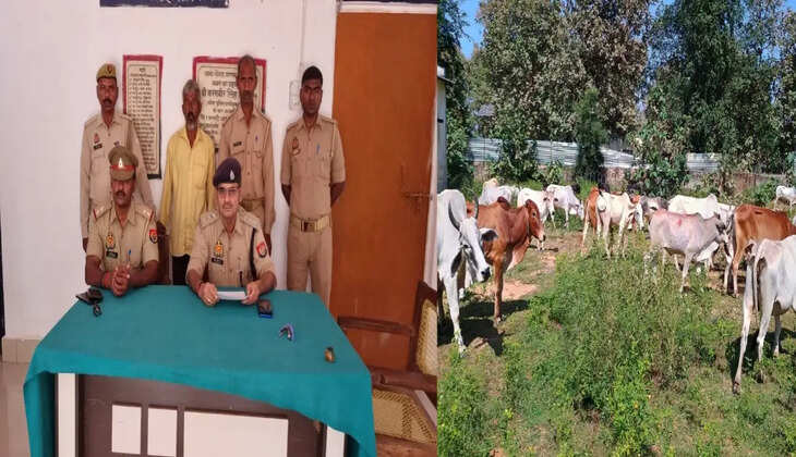 Chanduali News:&nbsp;थाना नौगढ़ द्वारा जंगल के रास्ते पैदल हांककर वध हेतु ले जाए जा रहे 37 राशि गोवंश बरामद,&nbsp;01 पशु तस्कर गिरफ्तार
