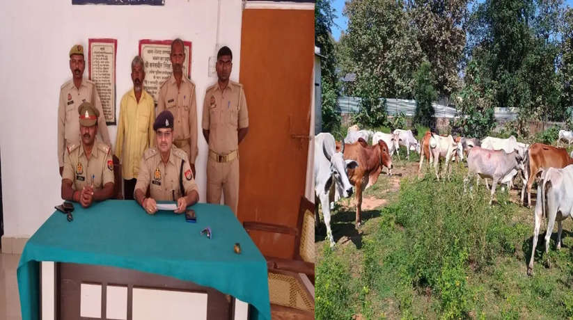 Chanduali News: थाना नौगढ़ द्वारा जंगल के रास्ते पैदल हांककर वध हेतु ले जाए जा रहे 37 राशि गोवंश बरामद, 01 पशु तस्कर गिरफ्तार