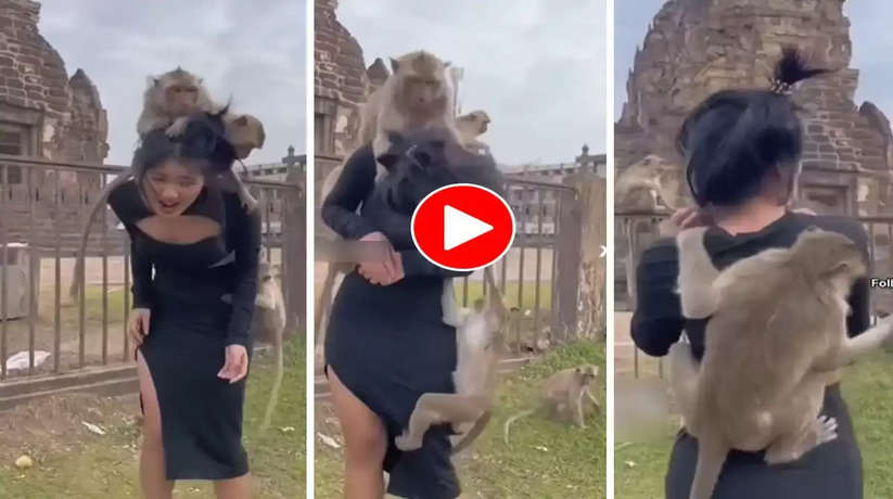 बंदरों से मुलाकात लड़की को पड़ी महंगी, Video में कभी बंदर उसके कंधे पर, तो कभी... Video Viral...