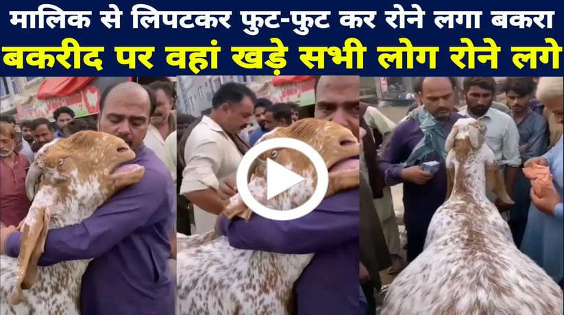 बकरीद पर बिकने आया बकरा मालिक को गले लगकर खूब रोया, कोई नहीं रोक पाया आंसू, देखें Video
