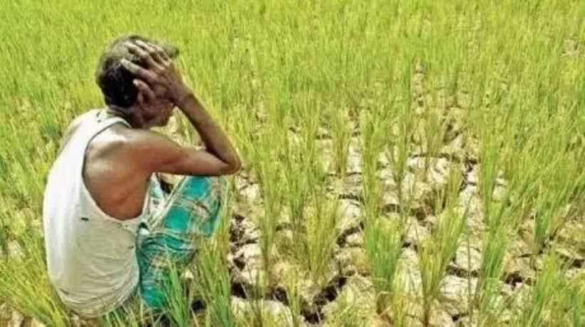 Ayodhya News: पानी की कमी से सूख रही फसल,सावन के महीने में खेतों में उड़ रही धूल,