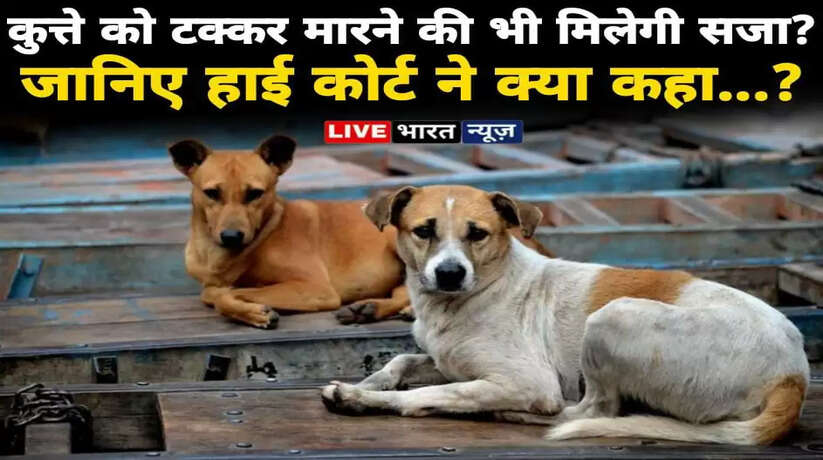 High Court: कुत्ते को टक्कर मारने की भी मिलेगी सजा, जानिए हाई कोर्ट ने क्या कहा...?