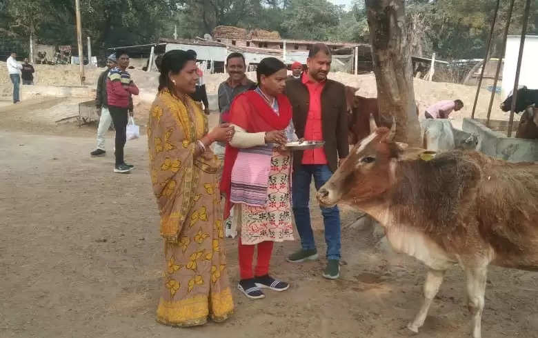 Ayodhya News: नगर पंचायत के सेमरा गौशाला में की गई गाय की पूजा