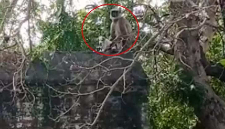 बंदरों और कुत्तों के बीच 'गैंगवॉर', 250 कुत्तों के बच्चों को बिल्डिंग से गिराकर मारा