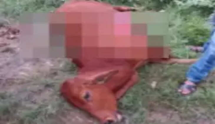 नवीन मंडी के पास सड़क हादसे में घायल गोवंश की मौत, गौ प्रेमियों ने कराया सम्मानपूर्वक अंतिम निस्तारण  चंदौली। नवीन मंडी के समीप सड़क हादसे में गंभीर रूप से घायल हुए एक गोवंश की इलाज मिलने से पहले मौत हो गई। अज्ञात वाहन की टक्कर से घायल गोवंश सड़क किनारे काफी देर तक तड़पता रहा। स्थानीय लोगों ने घटना की जानकारी गौ प्रेमी परमानंद तिवारी को दी, जिसके बाद उन्होंने तत्काल पशु चिकित्सक को सूचना दी।  सूचना मिलते ही सदर पशु चिकित्सक डॉ. जितेंद्र कुमार चौहान अपनी टीम के साथ मौके पर पहुंचे और घायल गोवंश का उपचार करने का प्रयास किया, लेकिन चिकित्सकीय टीम के पहुंचने तक उसकी मौत हो चुकी थी।  गोवंश की मौत के बाद उसके शव को सड़क से हटाने और सम्मानपूर्वक अंतिम निस्तारण के लिए जेसीबी की मदद ली गई। मौके पर गड्ढा खुदवाकर मृत गोवंश को विधि-विधान से दफन कराया गया। इस दौरान स्थानीय लोगों ने भी सहयोग किया।  मौके पर रवि प्रकाश शर्मा (लाइब्रेरियन), योगेश मौर्य, छब्बू यादव और रोशन यादव समेत कई लोग मौजूद रहे। स्थानीय लोगों ने गोवंश के प्रति संवेदनशीलता दिखाते हुए समय पर सूचना देने और उसके अंतिम निस्तारण में सहयोग करने की सराहना की।  स्थानीय लोगों के मुताबिक नवीन मंडी और आसपास के इलाकों में सड़क पर घूमने वाले आवारा पशुओं के कारण अक्सर हादसे की आशंका बनी रहती है। तेज रफ्तार वाहनों के बीच सड़क पर पशुओं की मौजूदगी दुर्घटनाओं का कारण बन रही है। लोगों ने संबंधित विभाग से आवारा पशुओं को सुरक्षित स्थान पर पहुंचाने और सड़क हादसों की रोकथाम के लिए प्रभावी कदम उठाने की मांग की है।