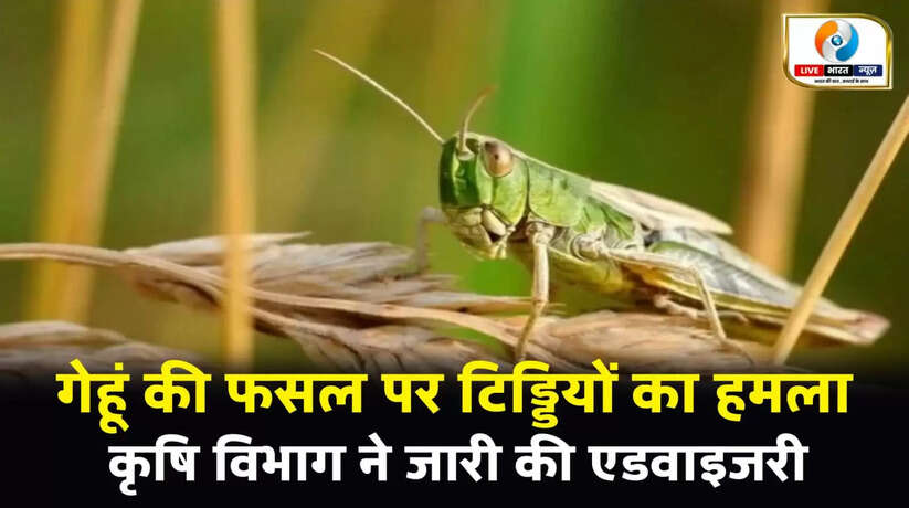 धान कटाई के बाद गेहूं की फसल पर टिड्डियों का हमला, कृषि विभाग ने जारी की एडवाइजरी