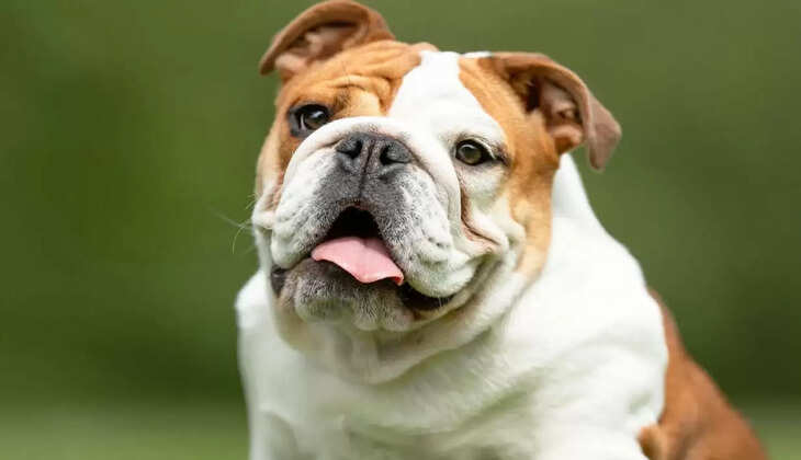 America: एक लाख डॉलर के 19 French Bulldogs worth, चुराने का तरीका जानकार हो जाएंगे हैरान