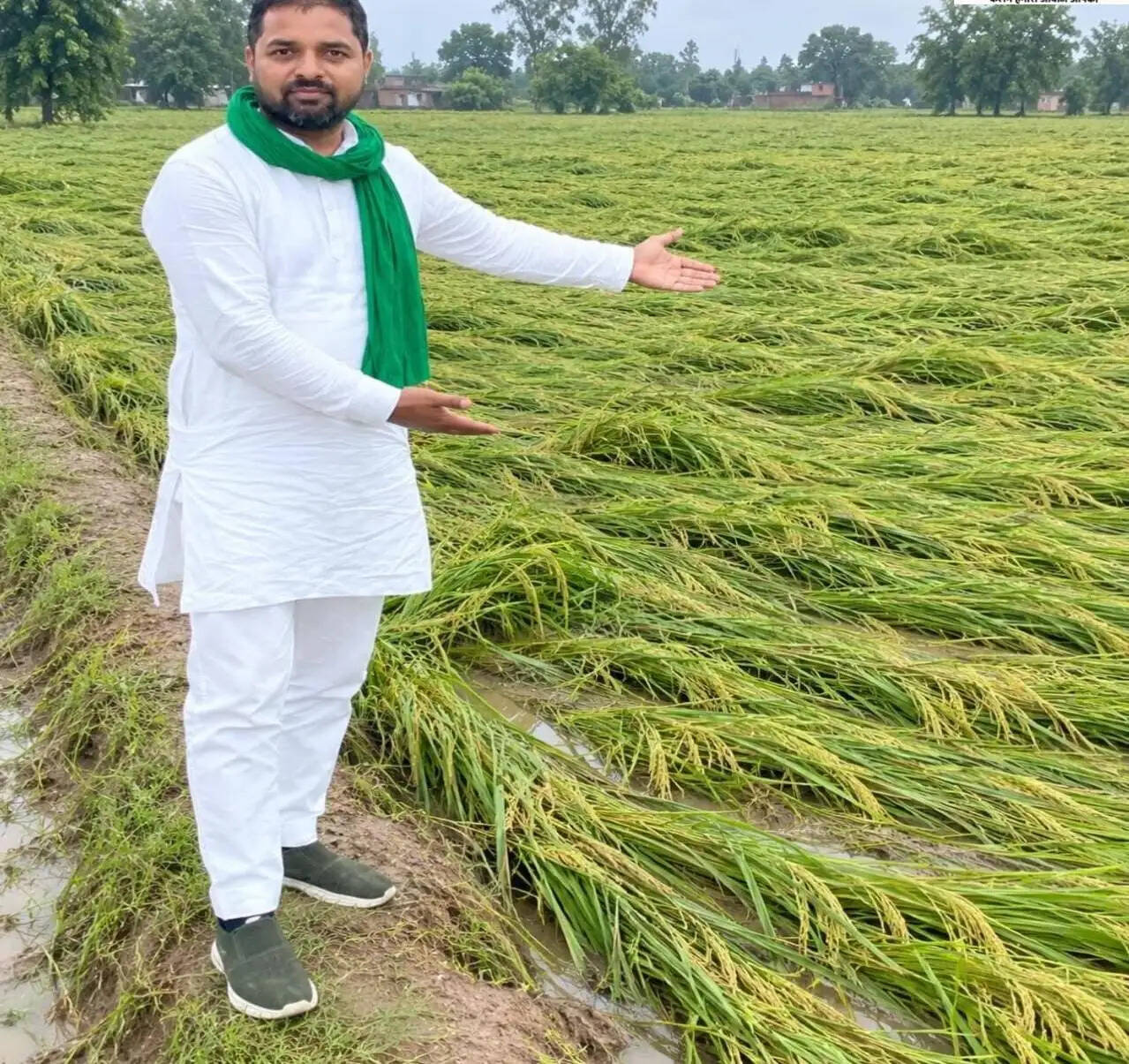 अर्नव चक्रवात का चंदौली में कहर, खेतों में बिछी धान की तैयार फसल