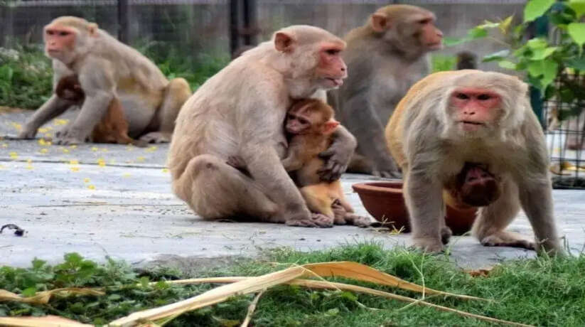 चंदौली के बरहनी ब्लॉक स्थित रेवसा गांव में बंदरों के आतंक से ग्रामीण परेशान हैं। ग्रामीणों का आरोप है कि पिछले एक साल में 40 से अधिक लोगों को बंदर काट चुके हैं। वन विभाग से कार्रवाई की मांग।