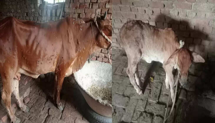 Chandauli News: धरौली में फैल रही लंपी बीमारी की वजह से पशुपालक परेशान
