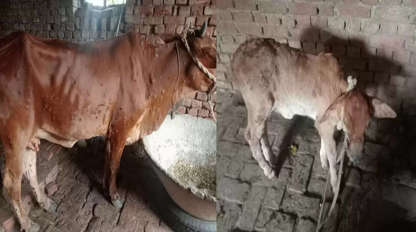 Chandauli News: धरौली में फैल रही लंपी बीमारी की वजह से पशुपालक परेशान