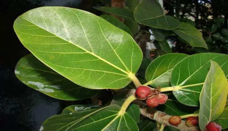 बरगद के पत्ते से चमकेगी आपकी&nbsp;किस्मत, सभी&nbsp;परेशानी होगी दूर...