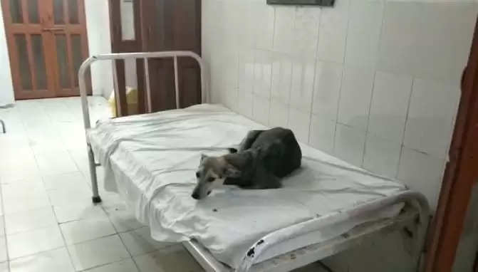 Chandauli news: Dogs resting instead of patients on beds in government hospitals, Video viral... When will the health department improve?