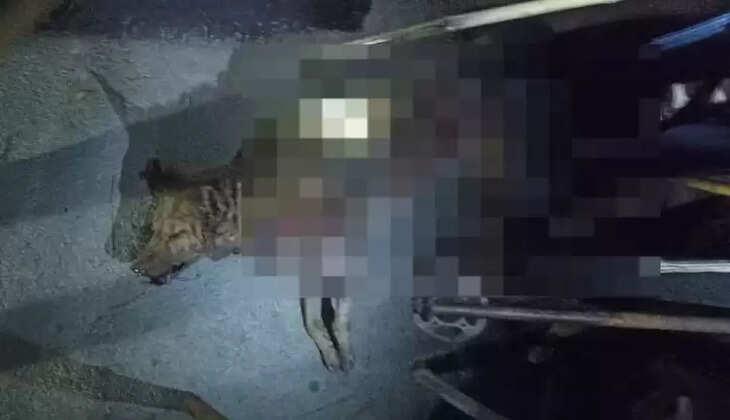 Varanasi news: वाराणसी&nbsp;में खूंखार भेड़िये&nbsp;का आतंक! &nbsp;एक ही परिवार के तीन लोग घायल...