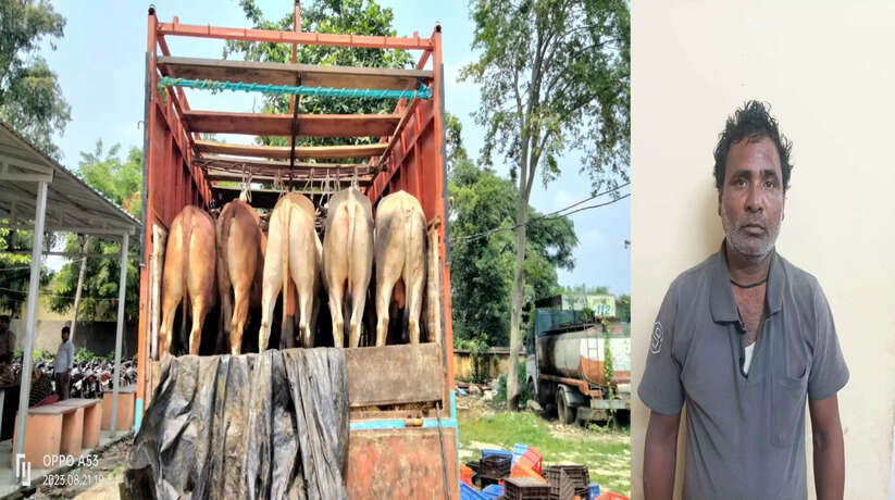 Chandauli News: डीसीएम में क्रूरतापूर्वक तरीके से लादकर वध हेतु ले जाए जा रहे 15 राशि गोवंश बरामद, एक पशु तस्कर गिरफ्तार