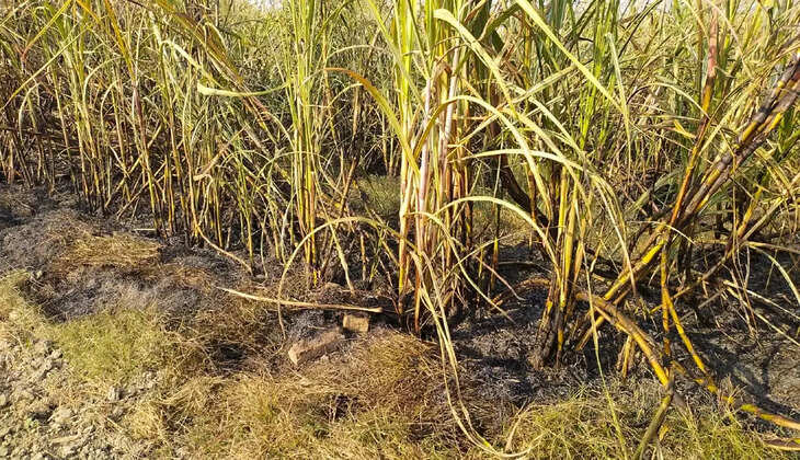 Ayodhya today news in hindi: Sugarcane crop caught fire in Ayodhya, many bighas of crop reduced to ashes