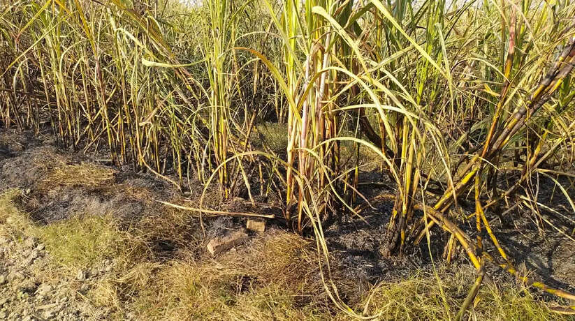 Ayodhya today news in hindi: Sugarcane crop caught fire in Ayodhya, many bighas of crop reduced to ashes