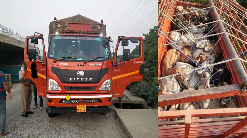Chanduali News: कोतवाली चन्दौली द्वारा डीसीएम ट्रक में क्रूरतापूर्ण तरीके से लादकर वध हेतु ले जाए जा रहे 25 राशि गोवंश बरामद