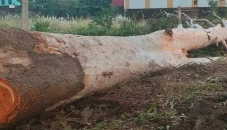 &nbsp;नहर किनारे गिरे तीन पेड़ों में एक लापता, स्वामित्व को लेकर सिंचाई और वन विभाग आमने-सामने