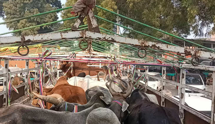 चन्दौली पुलिस का गुडवर्क, सैयदराजा पुलिस ने वाहन सहित 16 गोवंश किया बरामद, ट्रक चालक फरार