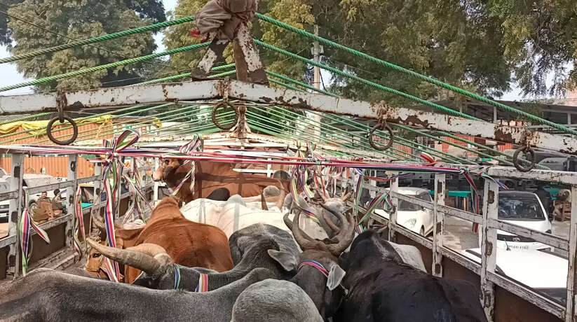 चन्दौली पुलिस का गुडवर्क, सैयदराजा पुलिस ने वाहन सहित 16 गोवंश किया बरामद, ट्रक चालक फरार