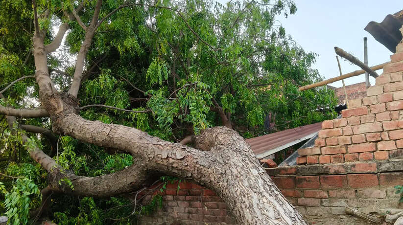 चंदौली के बरहनी ब्लॉक स्थित काजीपुर गांव में तेज आंधी और बारिश के दौरान विशाल नीम का पेड़ मकान पर गिर गया। हादसे में घर क्षतिग्रस्त हो गया, पीड़ित परिवार ने प्रशासन से मुआवजे की मांग की।