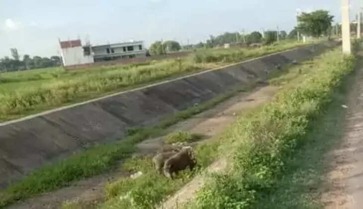 मिर्जापुर में&nbsp;जरगो प्रणाली की समस्त नहरों को संचालित करने की मांग