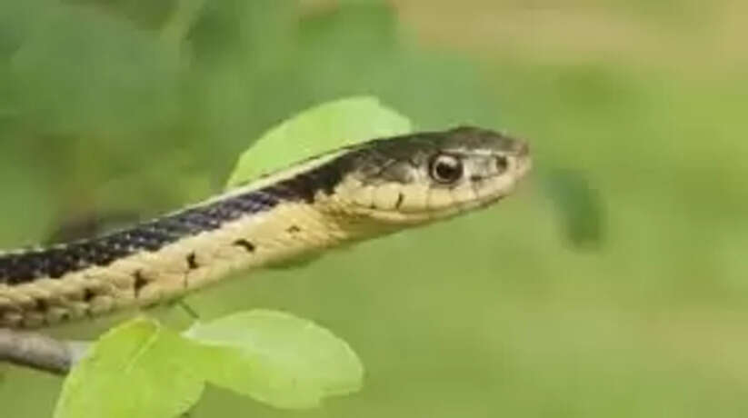 Varanasi News: सर्प दंश से मासूम की मौत गांव में कोहराम
