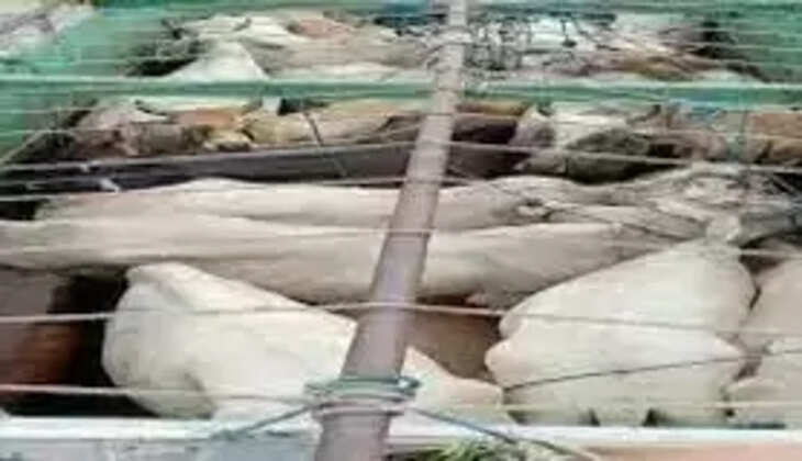 गौवंशों की तस्करी में शामिल दो तस्कर अवैध असलहा संग गिरफ्तार 