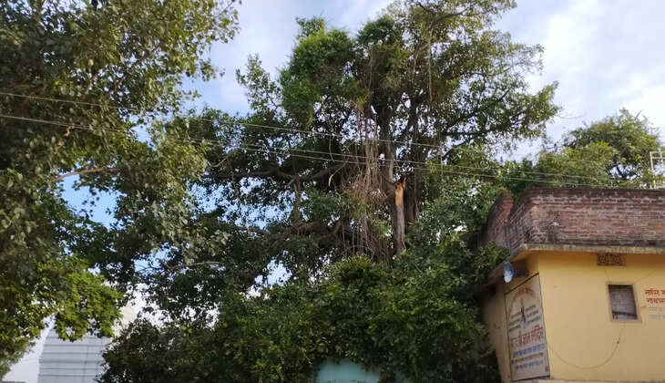 Hundreds of years old banyan tree branch broken in Giddhaur Panchmandir complex