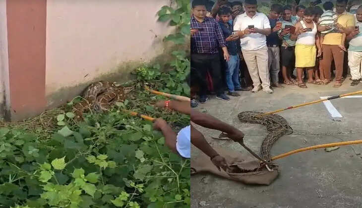 चकिया में सीआरपीएफ कैंप के पास दिखा विशालकाय अजगर, वन विभाग ने किया रेस्क्यू