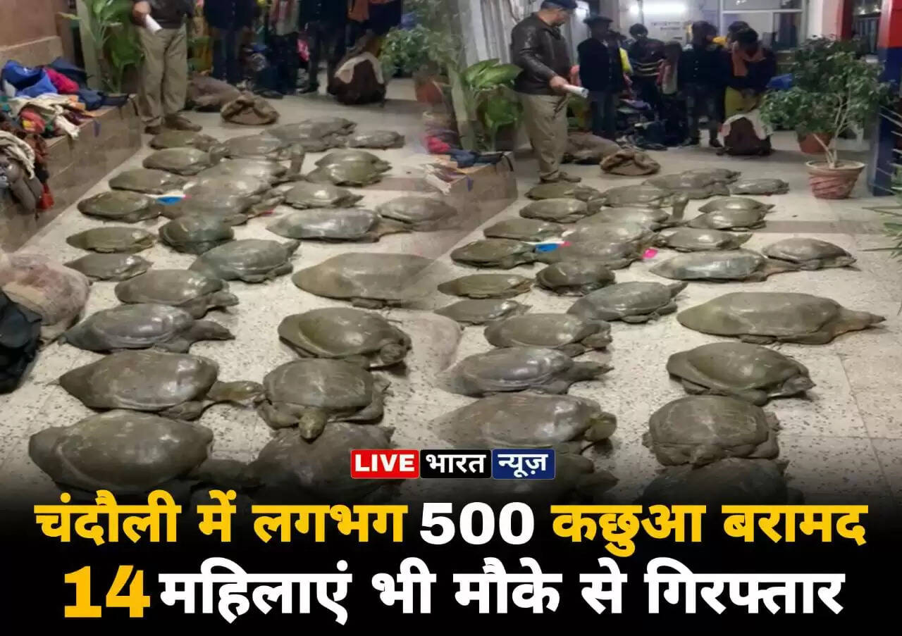 chandauli news,chandauli news in hindi,chandauli police news,up chandauli news,hindi news,chandauli,up news,chandauli news today,live news hindi,chandauli crime news,chandauli crime news today,l चंदौली में रेलवे स्टेशन पर लगभग 500 कछुआ बरामद, 14 महिलाएं भी गिरफ्तारatest news,news,live news,chandauli police,chandauli latest news,live hindi news,chandauli crime latest news,hindi news live,news video,news live,latest chandauli news in hindi About 500 turtles recovered at railway station in Chandauli, 14 women also arrested