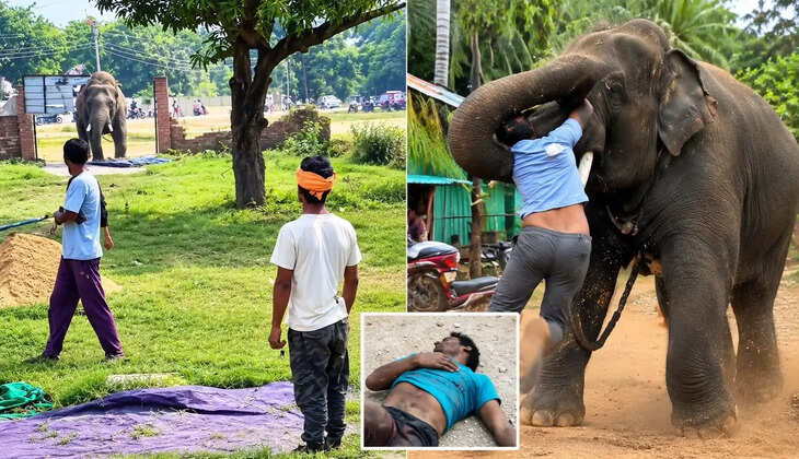 चार साल के मासूम के सिर से उठा पिता का साया, हाथी के हमले में महावत की मौत