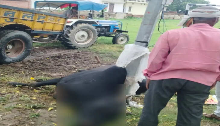 चंदौली में करंट की चपेट में आने से सांड की मौत, ग्रामीणों में आक्रोश&nbsp;&nbsp;