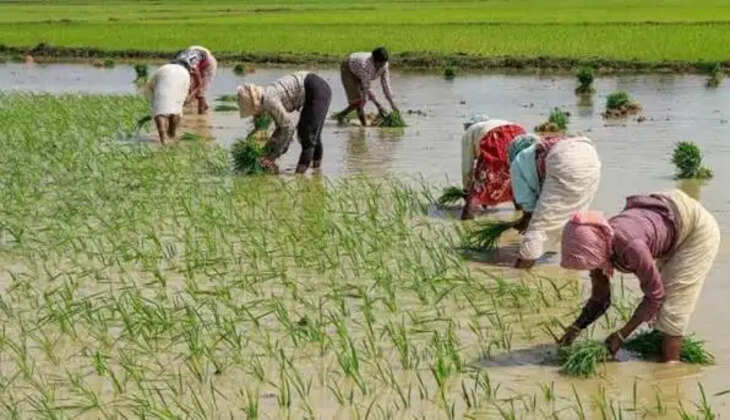 &nbsp;10 हजार किसान उत्पादक संगठन बनने के बाद भी बड़ा सवाल- किसानों को मिला क्या?