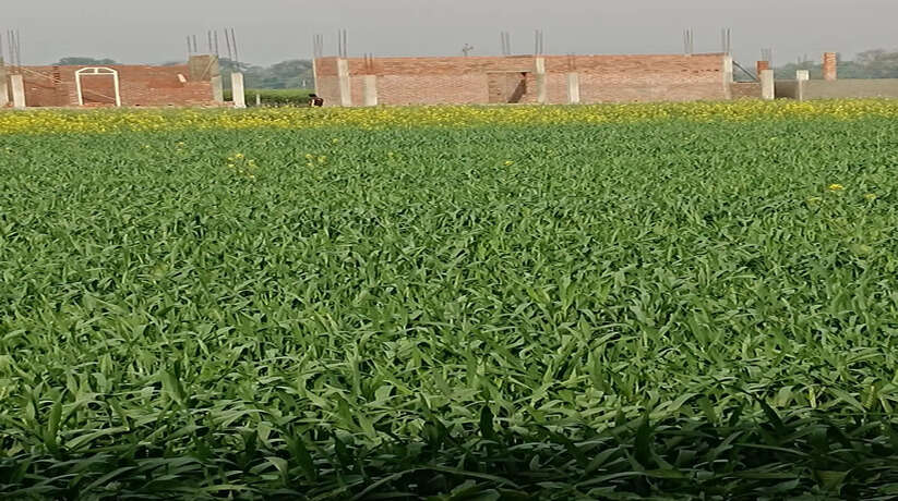 Ayodhya News: ग्राम प्रधान पर सरकारी भूमि बेचने का आरोप मामला हैदरगंज थाना क्षेत्र ग्राम पंचायत बैती कला का