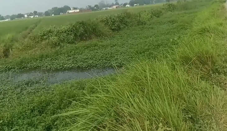 नहर की बदहाली से धान की सिंचाई पर संकट, सैकड़ों एकड़ फसल प्रभावित होने की आशंका