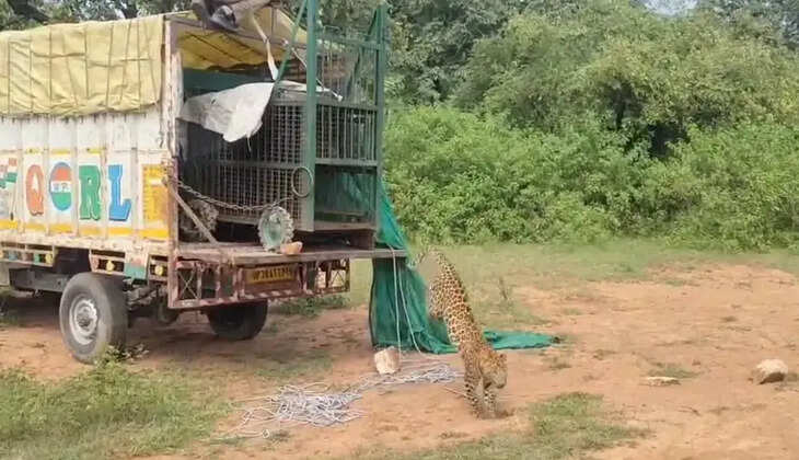 वन विभाग के मुताबिक, यदि किसी व्यक्ति को जंगल या आबादी के आसपास तेंदुआ दिखाई देता है, तो वह तत्काल वन विभाग को इसकी सूचना दे। वन्यजीव को देखकर उसके करीब जाने, पीछा करने या उसे घेरने की कोशिश न करें। ऐसी स्थिति में सुरक्षित दूरी बनाए रखना जरूरी है।