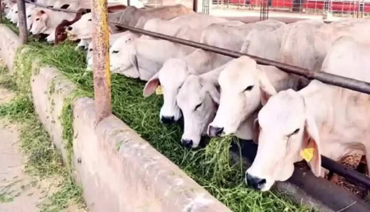 नंद बाबा दुग्ध मिशन के तहत तीन विकास योजनाएं शुरू, गो पालन कर आर्थिक विकास के बने भागीदार