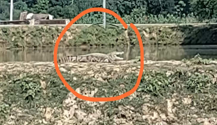 Chandauli News: आज अल सुबह ही स्थानीय कोतवाली अंतर्गत फिरोजपुर गांव स्थित उच्च प्राथमिक विद्यालय के पास पोखरे से निकलकर बाहर बड़ा मगरमच्छ दिखा। मगरमच्छ को देखकर स्कूल के शिक्षकों, छात्रों व स्थानीय लोगों में हड़कंप मच गया।