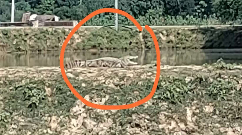 Chandauli News: आज अल सुबह ही स्थानीय कोतवाली अंतर्गत फिरोजपुर गांव स्थित उच्च प्राथमिक विद्यालय के पास पोखरे से निकलकर बाहर बड़ा मगरमच्छ दिखा। मगरमच्छ को देखकर स्कूल के शिक्षकों, छात्रों व स्थानीय लोगों में हड़कंप मच गया।