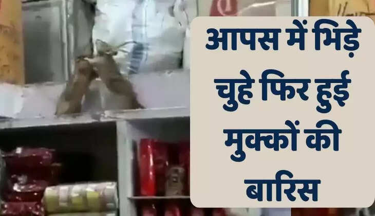 दुकान में रेसलर की तरह लड़ते दिखे 2 चूहे,&nbsp;खूब हुई लड़ाई, मजेदार वीडियो हुआ वायरल
