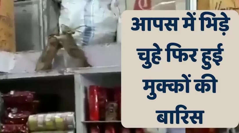 दुकान में रेसलर की तरह लड़ते दिखे 2 चूहे, खूब हुई लड़ाई, मजेदार वीडियो हुआ वायरल