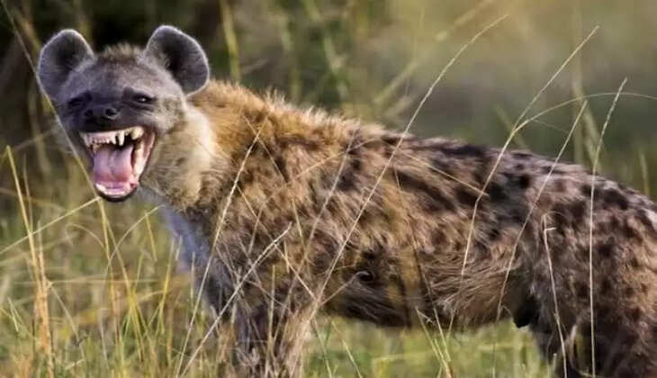 चन्दौली में जंगली जानवर का आतंक, अब तक 6 लोग घायल, जानवर को पकड़ने में जुटी वनविभाग की टीम