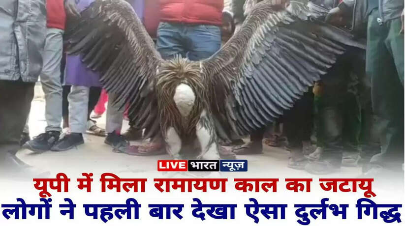 यूपी में मिला रामायण काल का जटायू, हिमालय के ऊँचे बर्फीली चोटियों पर पाया जाता था! ऐसा दुर्लभ गिद्द