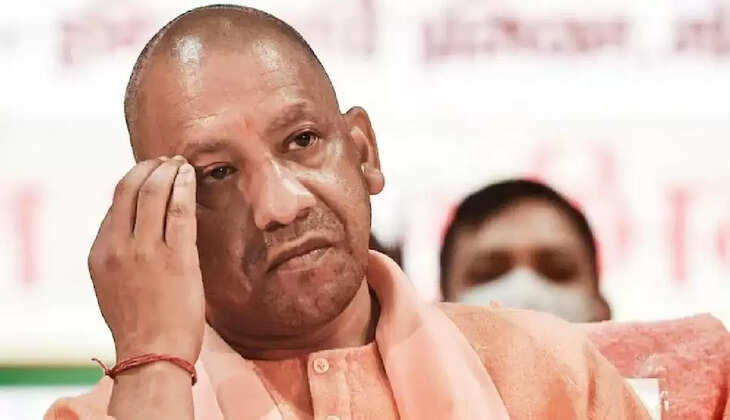 yogi