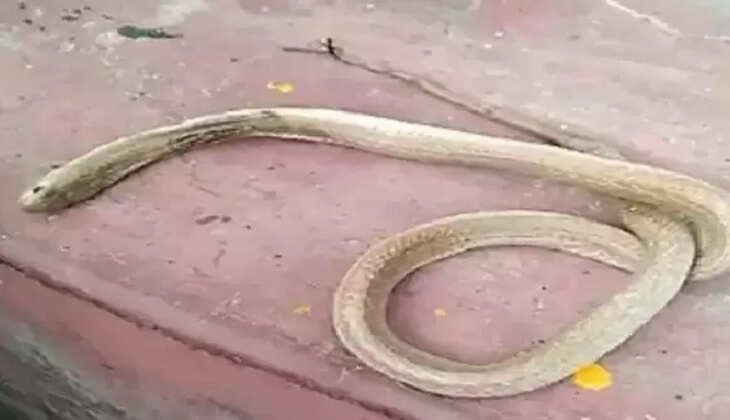 Birbhum district of West Bengal News: मध्याह्न भोजन में मिला सांप, &lsquo;जहरीला&rsquo; खाना खाकर कई बच्चे पड़ गए बीमार