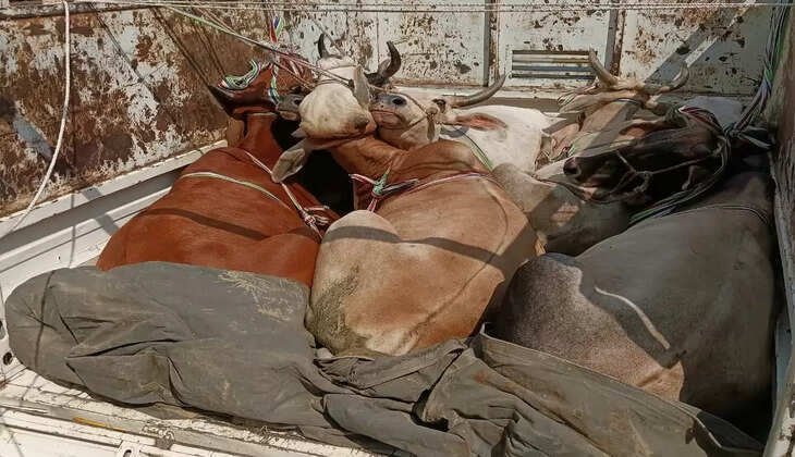 वाराणसी की रोहनिया थाने की पुलिस ने चेकिंग के दौरान पिकअप गाड़ी से 7 गोवंश को किया&nbsp;बरामद