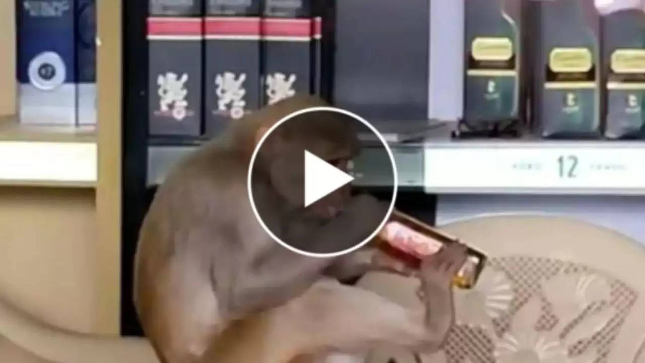 शराब के दुकान में जाकर उठा लाया दारू का बोतल, बेवड़े बंदर ने गटा गट चढ़ाया पऊआ, Video Viral...
